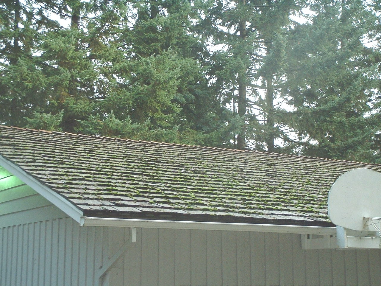 Cedar shake roof covered in moss before cleaning