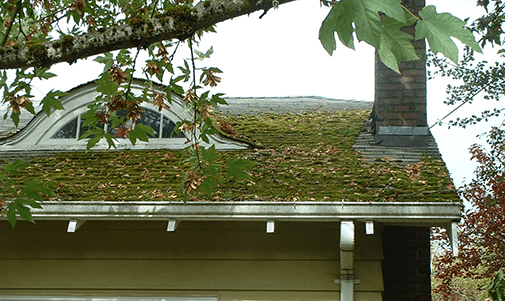 Composition shingle roof before cleaning